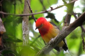 Avistaron un Bailarín Naranja en el Sendero Macuco del Parque Nacional Iguazú imagen-2