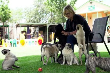 Cómo es el refugio que salvó a más de 2 mil pugs en Sudáfrica y gasta 40 mil dólares al año en salud imagen-7