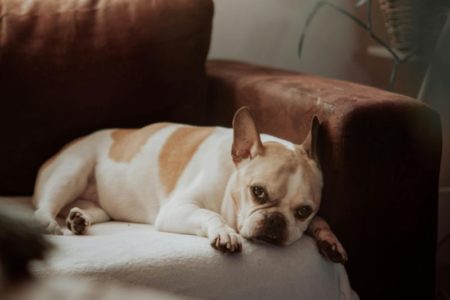 Cómo puedo detectar a tiempo una enfermedad grave en mi perro, según una experta imagen-14