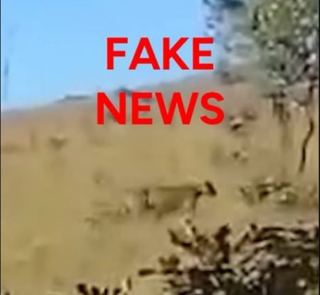 Desmienten que haya existido el ataque de un puma en esta región imagen-102