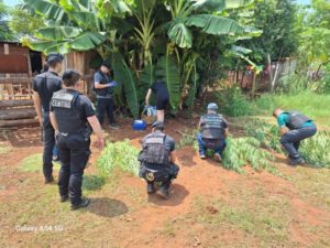 Desmantelaron «el rancho del cannabis» en el barrio 100 Hectáreas de Oberá imagen-3