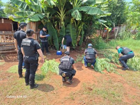 Desmantelaron «el rancho del cannabis» en el barrio 100 Hectáreas de Oberá imagen-14