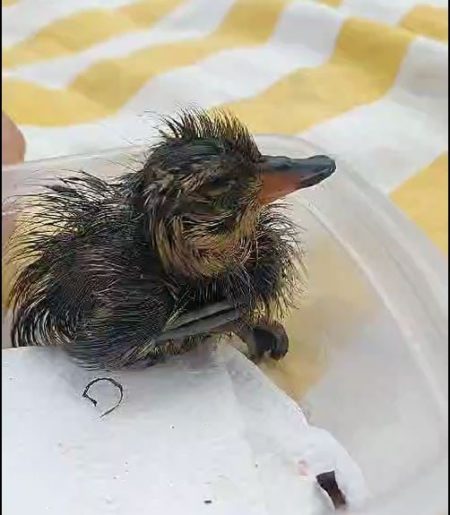 En Olivos, algo cayó a sus pies y descubrió que se trataba de un recién nacido: “Todavía estaba en el huevo” imagen-10