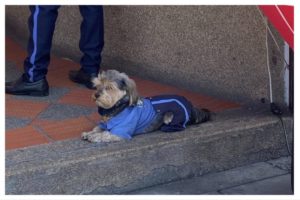 Un perro acompañó a su dueño al trabajo con un uniforme que enamoró a todos imagen-1