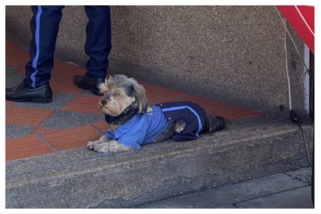 Un perro acompañó a su dueño al trabajo con un uniforme que enamoró a todos imagen-22