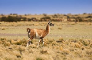 “Provincias sin productores”: la contundente advertencia de un dirigente por los guanacos, zorros y pumas en la Patagonia imagen-1