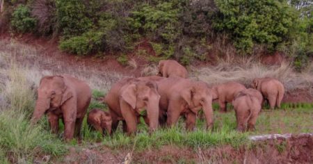 En Tailandia les administrarán píldoras anticonceptivas a las elefantas imagen-18