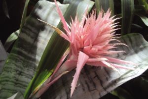 La planta de interior más fácil de cuidar: con poca luz y poca agua florece siempre imagen-1