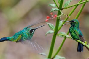 Los curiosos hábitos nocturnos de los colibríes: ¿cómo y dónde duermen? imagen-1