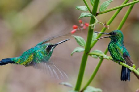 Los curiosos hábitos nocturnos de los colibríes: ¿cómo y dónde duermen? imagen-14