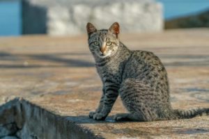 Houtong: de centro minero a la aldea de los gatos de Taiwán que fascina al mundo imagen-2