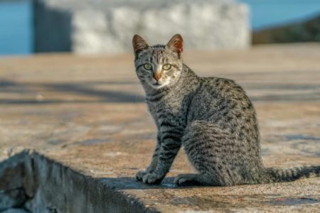 Houtong: de centro minero a la aldea de los gatos de Taiwán que fascina al mundo imagen-8