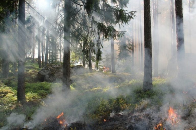 Los incendios forestales degradan los bosques y selvas imagen-5