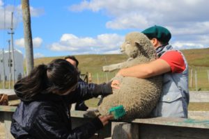 Aprender en el fin del mundo: una escuela agraria hace historia con una enseñanza única para decenas de jóvenes imagen-4