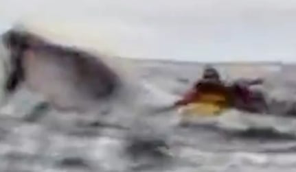 Un joven que hacía kayak en el estrecho de Magallanes fue tragado por una ballena jorobada, que luego lo expulsó imagen-12