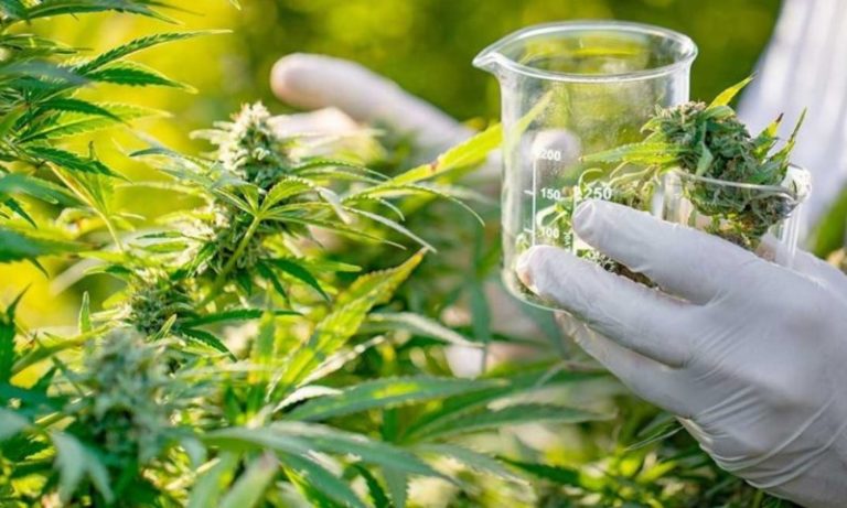 Abren inscripciones para la primera diplomatura interuniversitaria en cannabis imagen-3