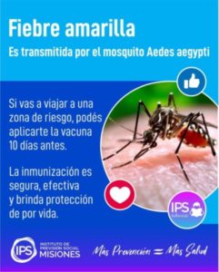 🦟La fiebre amarilla se transmite por la picadura de un mosquito infectado 🌍 imagen-3