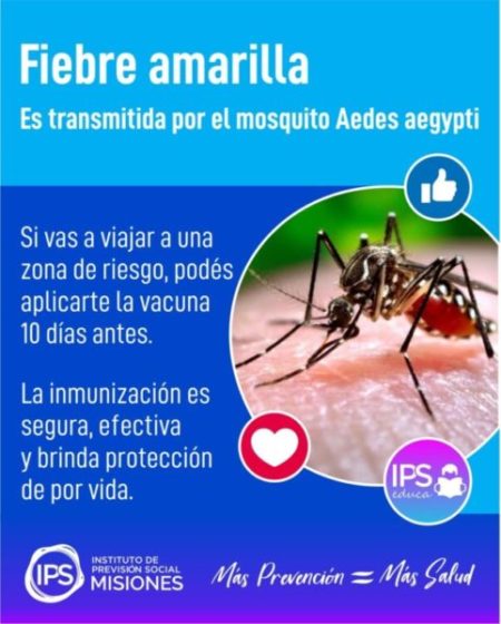 🦟La fiebre amarilla se transmite por la picadura de un mosquito infectado 🌍 imagen-90