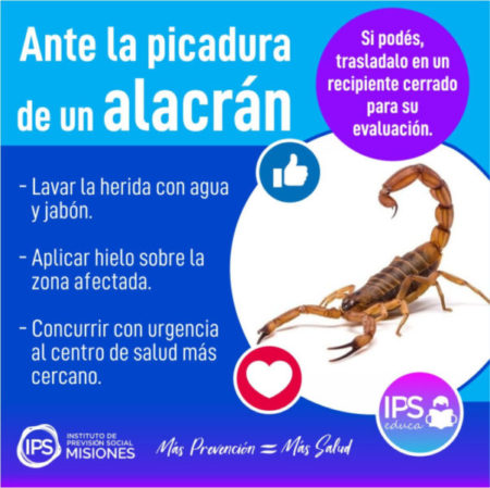 🦂 ¡Cuidado con las picaduras de alacrán! 🚨 imagen-85