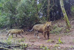 Cámaras en el Parque Nacional Iguazú captan a la yaguareté Kuarahy con su cachorro imagen-3