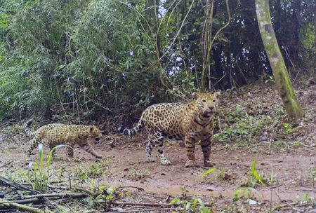 Cámaras en el Parque Nacional Iguazú captan a la yaguareté Kuarahy con su cachorro imagen-14