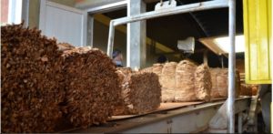 Expectativas en el acopio de tabaco, estiman un total de unos 25 millones de kilos imagen-1