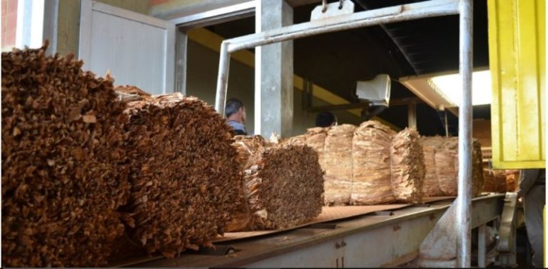 Expectativas en el acopio de tabaco, estiman un total de unos 25 millones de kilos imagen-4