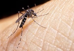 La mayoría de los segundos contagios de dengue no desarrollan formas graves de la enfermedad imagen-1