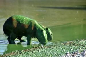 Aparecieron carpinchos verdes en Entre Ríos y hay preocupación por la presencia de cianobacterias imagen-2