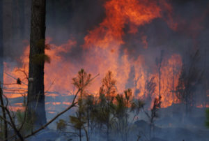 Corrientes arde: cuatro personas identificadas de iniciar incendios forestales imagen-1