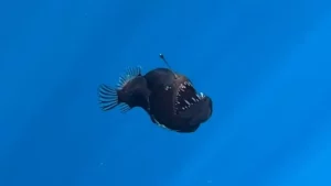 Pescadores descubren un ser marino “de otro mundo” en Canarias imagen-4