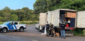 Incautan cuatro toneladas de drogas en el Alto Paraná valuadas en una suma millonaria imagen-4