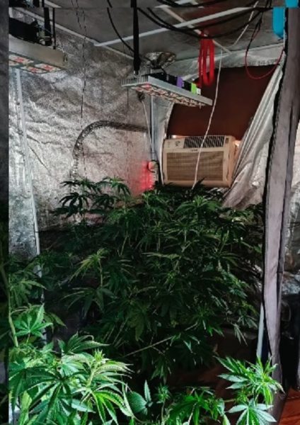 Allanaron un laboratorio de producción de marihuana «vip»: contaba con ambiente climatizado y luz LED para cultivo imagen-18