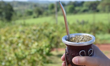 Paraná: se viene la Fiesta Nacional del Mate, la infusión que conquista el mundo imagen-8