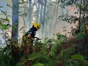 En la provincia se redujeron los incendios forestales, pero el riesgo sigue alto imagen-2