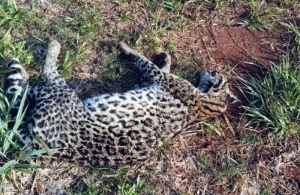 Atropellaron a un ocelote en Jardín América imagen-1