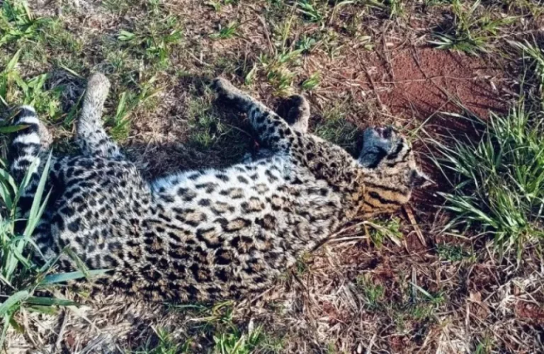 Atropellaron a una cría de yaguareté en Jardín América imagen-5