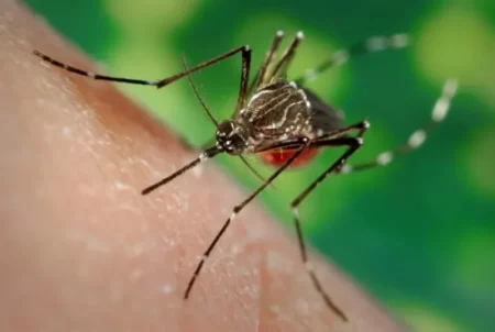 Misiones continúa estable frente al dengue y mantiene vigilancia por fiebre amarilla en Brasil imagen-10