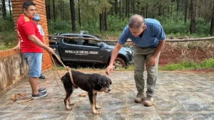 Se continua las tareas de cuidado responsable de mascotas en Puerto Esperanza imagen-4