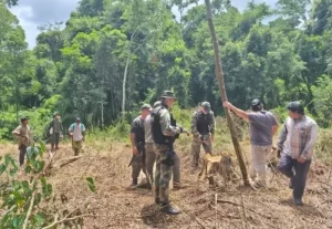 Detectan y frenan desmonte ilegal en territorio Mbyá en Pozo Azul imagen-3