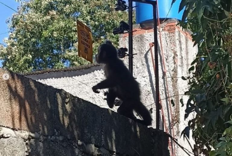 Rescatan a un mono caí que deambulaba por la zona urbana de Puerto Iguazú imagen-5