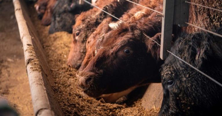 La suba en el precio de la hacienda gorda mejoró la ecuación del feedlot imagen-5