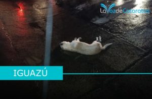 Un perro murió electrocutado tras la caída de un cable de alta tensión en Iguazú imagen-2