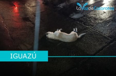 Un perro murió electrocutado tras la caída de un cable de alta tensión en Iguazú imagen-14