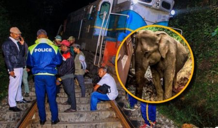 Murieron seis elefantes tras ser embestidos por un tren en Sri Lanka imagen-13