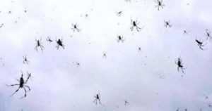 Una telaraña gigante: la lluvia de arañas que apareció en el cielo de Brasil imagen-3