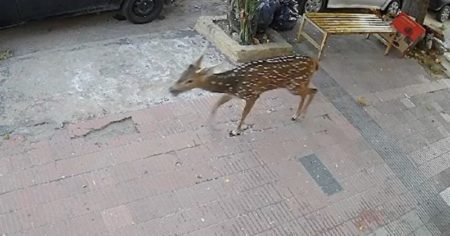 Misterio en Córdoba: un ciervo apareció en la ciudad, se metió en un local y murió imagen-15