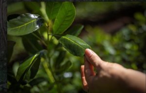 Trazabilidad tecnológica en la yerba mate para fortalecer la economía regional imagen-2