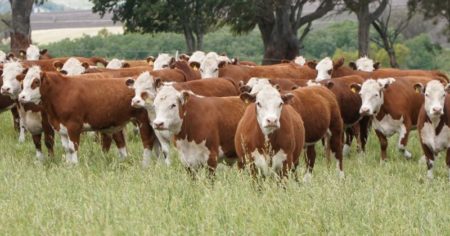 Producen carne certificada con marca propia y la exportan a un emblemático país europeo imagen-18