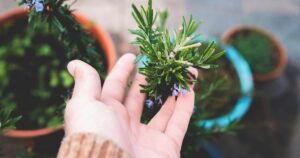 ¿Por qué tu planta de romero no crece?: este es el error secreto que estás cometiendo sin saberlo imagen-3